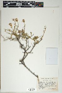 Brickellia frutescens image