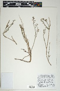 Galium angustifolium image