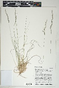 Muhlenbergia montana image