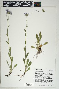 Erigeron formosissimus image