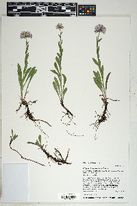 Erigeron formosissimus image