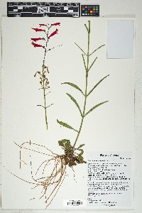 Penstemon barbatus image