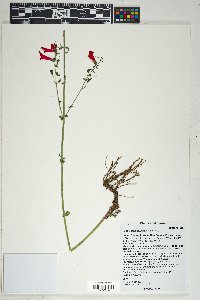 Penstemon barbatus image