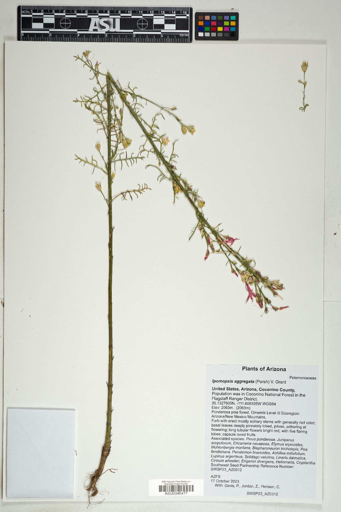 Ipomopsis aggregata aggregata image