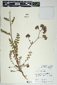 Phacelia crenulata image