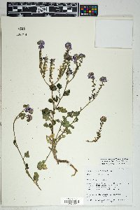 Phacelia crenulata image