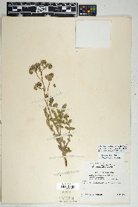 Phacelia crenulata var. ambigua image