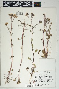 Phacelia crenulata image