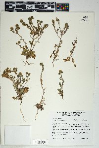 Phacelia crenulata image