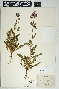 Phacelia crenulata image