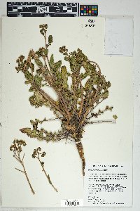 Phacelia crenulata image