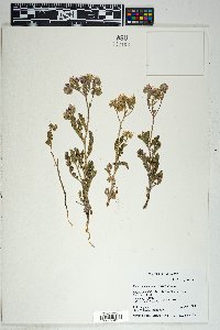 Phacelia crenulata image