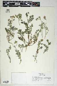 Phacelia distans image