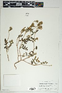 Phacelia distans image