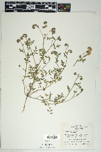 Phacelia distans image