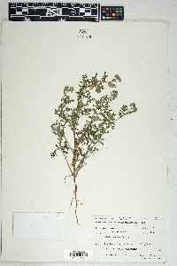 Phacelia distans image