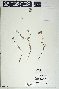 Phacelia distans image