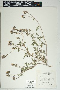 Phacelia distans image