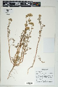 Phacelia distans image