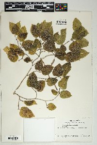 Morus microphylla image