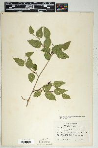 Morus microphylla image