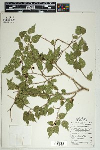 Morus microphylla image