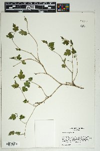 Morus microphylla image