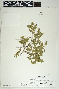 Morus microphylla image