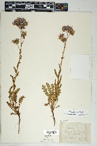 Phacelia crenulata var. corrugata image