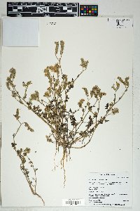 Phacelia distans image