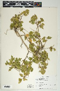 Morus microphylla image