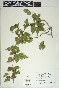 Morus microphylla image