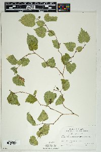 Morus microphylla image