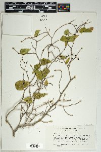 Morus microphylla image