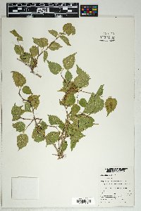 Morus microphylla image