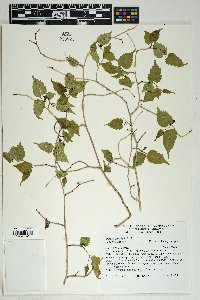 Morus microphylla image