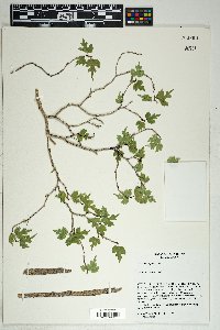 Morus microphylla image