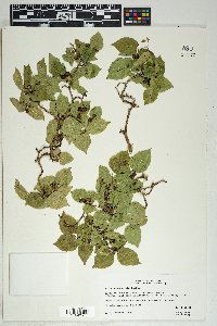 Morus microphylla image