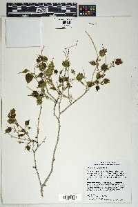 Morus microphylla image