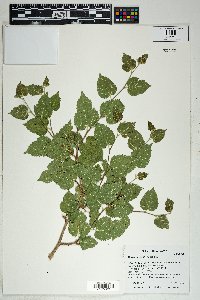 Morus microphylla image