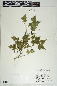 Morus microphylla image