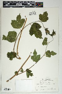 Morus microphylla image