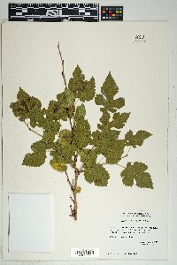 Morus microphylla image