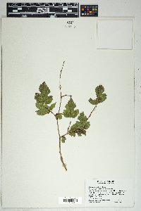 Morus microphylla image