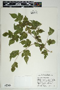 Morus microphylla image