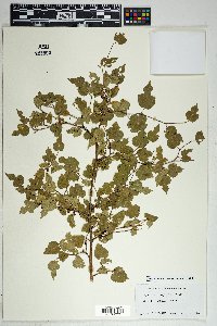 Morus microphylla image