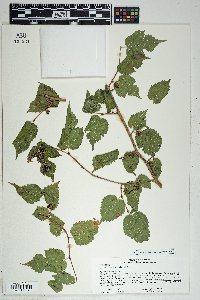 Morus microphylla image