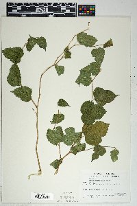 Morus microphylla image