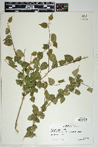 Morus microphylla image