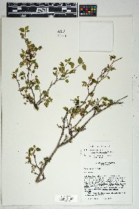 Morus microphylla image